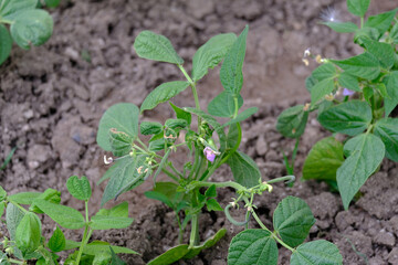fresh green bean plant blooming in organic hobby garden,