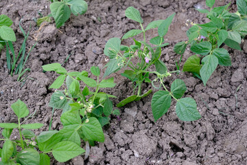 fresh green bean plant blooming in organic hobby garden,