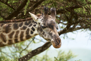 Giraffe Africa Giraffa Safari Big Five Africa