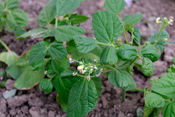 fresh green bean plant blooming in organic hobby garden,