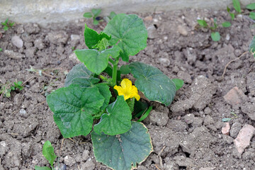 cucumber beginning to ripen in the garden, flowering cucumber plant in the hobby garden,