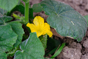 cucumber beginning to ripen in the garden, flowering cucumber plant in the hobby garden,