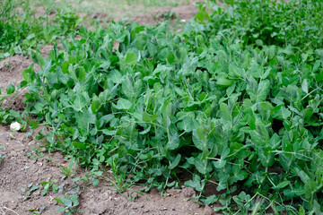 pea plant, hobby garden and pea plant that begin to ripen in the garden,