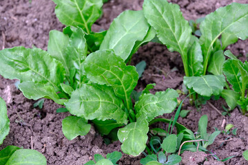 sugar beet plant that begins to mature in the garden, sugar beet plant in the hobby garden,