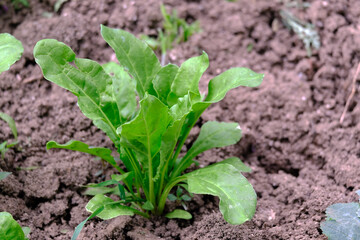 sugar beet plant that begins to mature in the garden, sugar beet plant in the hobby garden,