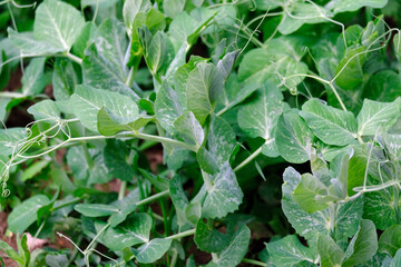 pea plant, hobby garden and pea plant that begin to ripen in the garden,