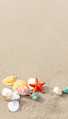 Fototapeta na wymiar Composition with sea shells and starfish on sand. Concept of travel and vacation. Copy space, vertical