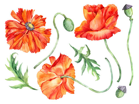Watercolor flower, branch of orange red poppy, hand drawn poppies illustration. Stock illustration for design, wedding invitations, greeting cards, postcards, kitchen