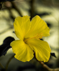 
yellow hibiscus, yellow flower