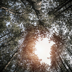 Bottom view of tall old trees in evergreen forest. The crowns of the pine trees in the conifer woods, bottom up view.