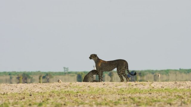 Cheetah brothers in Kalahari game reserve with springbok standing in the background, cautiously aware of the predators in Africa. Wide shot. Under the heat of the desert