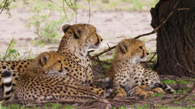 Cheetah mother yawning and resting under a tree with cubs. Wildlife