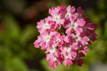 close up of pink hydrangea flowers