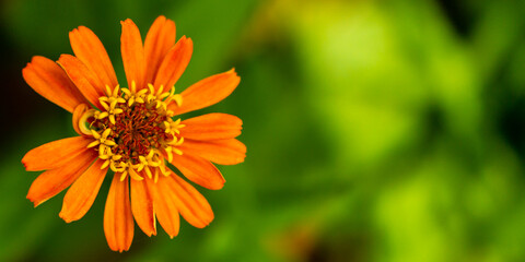 orange flower with green background
