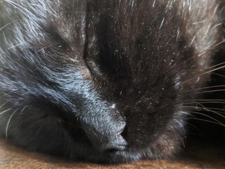 Sleeping cat face