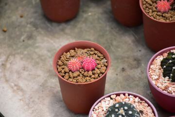 Many  cactus planted in a farm at Thamaka Kanchanaburi Thailand.