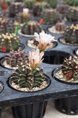 Many  cactus planted in a farm at Thamaka Kanchanaburi Thailand.