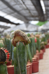 Many grafting cactus planted in a farm at Thamaka Kanchanaburi Thailand.