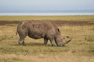 Fototapeta premium Rhino Baby and Mother- Rhinoceros with Bird White rhinoceros Square-lipped rhinoceros Ceratotherium simum 