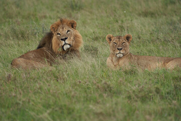 Lion and Lioness Kenya Safari Savanna Mating