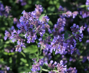 Fototapeta premium purple flowers in a flower bed close up