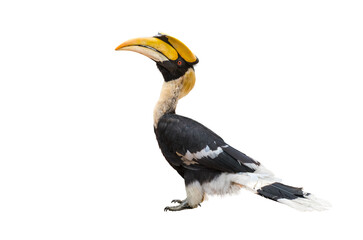 The Great Hornbill on white background.