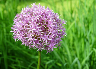 Purple inflorescence ornamental onions (Allium) in the flowerbed in summer, close-up photography.