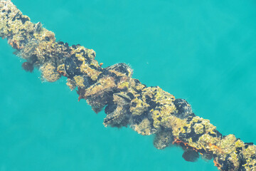 The mussels on rope in bright turquoise water