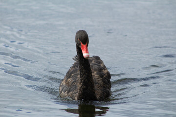 Black swan on a lake. 