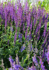 Fototapeta na wymiar purple flowers in a flower bed close up