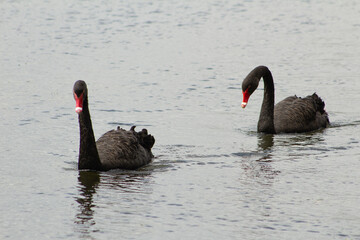 Black Swans on a lake. 