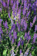 purple flowers in a flower bed close up
