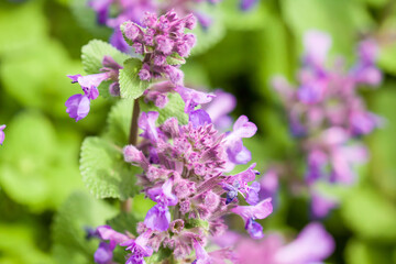 Obraz premium Beautiful violet flowers in blossom, close up