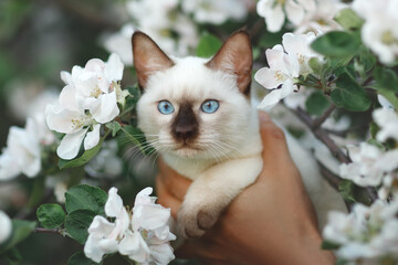 A kitten with a chocolate nose and blue eyes in Apple blossom in spring