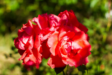 red rose in the garden, red flowers in the garden