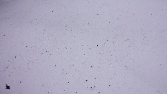 Black soot and smoke settles on the white virgin snow. This is the soot from the pipes if there is no filter, industrial emission
