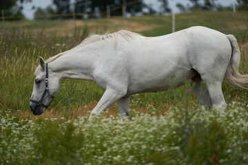 Fototapeta na wymiar White horse Equus ferus caballus Portrait gras