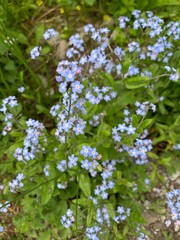 blossoming apple tree