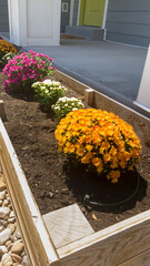 Vertical crop Row of colorful flowers on a raised wooden planting bed at the garden of home