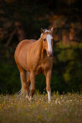 Palomino Quarter Horse Stute im Sonnenaufgang auf der Weide