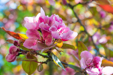 Pink flowers of apple tree. Beautiful blossoming apple tree branch