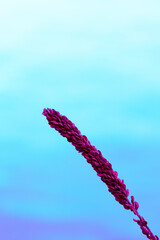 A dried branch with seeds of deep pink color was shot close-up on a blue-violet gradient. The vertical photo was made for your trendy design.