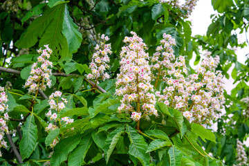 Foliage and flowers of Horse chestnut, Aesculus hippocastanum, Conker tree