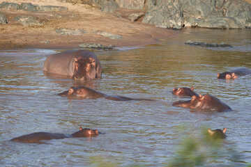Hippo Hippopotamus amphibious Africa Safari Portrait Water