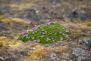 Purple saxifrage blooming during the short Arctic summer.