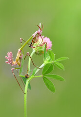 Close up of pair of Beautiful European mantis ( Mantis religiosa )