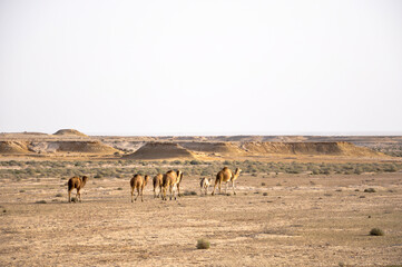 Fototapeta na wymiar Camel herd living in the Sahara desert, Tunisia