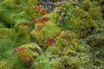 Carpet of green plants and moss in the Arctic tundra on Spitsbergen