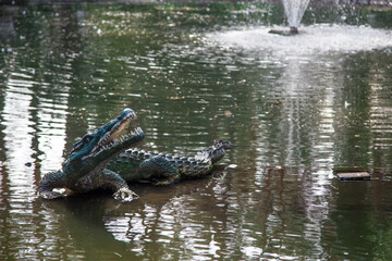 alligator in a pond