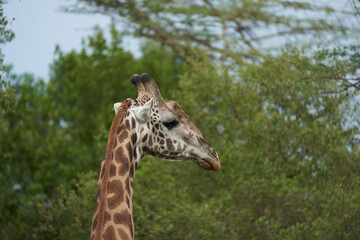 Giraffe Africa Giraffa Safari Big Five Africa